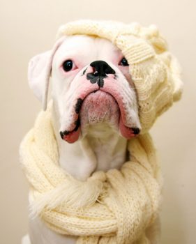 Is een jas voor de boxer onzin?