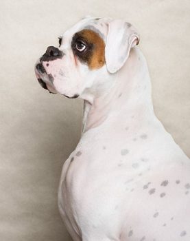 De witte boxer