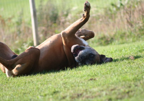 In 10 stappen een superstart voor jouw pup